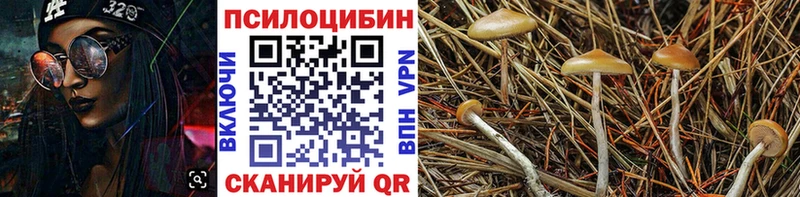 Псилоцибиновые грибы Cubensis  Шилка 